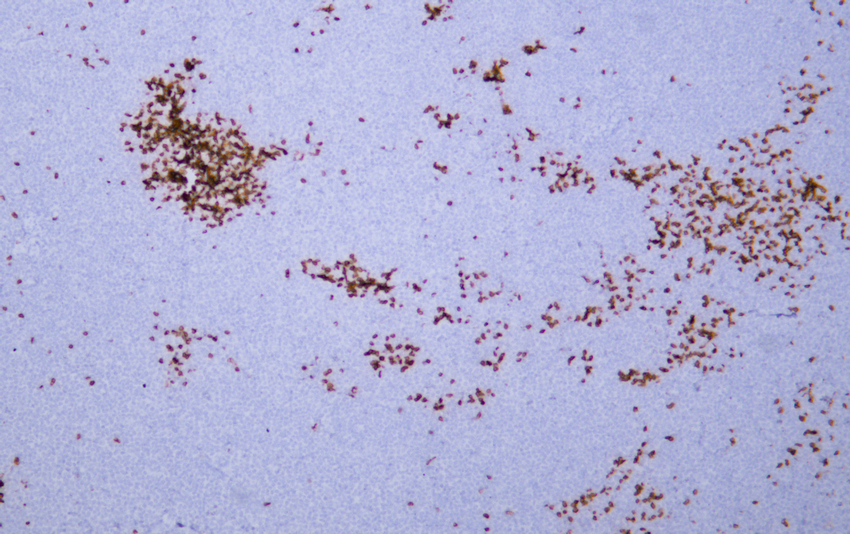 Glycophorin A (ABT-GYPA) Mouse mAb