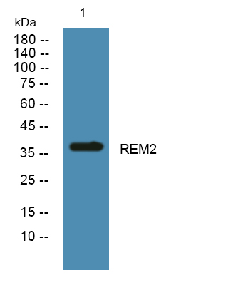 REM2 Rabbit pAb